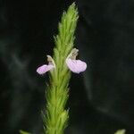 Rostellularia mollissima