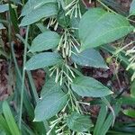 Cestrum nocturnum Leaf