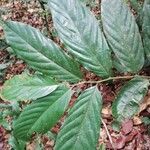 Monodora angolensis Folha