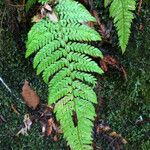 Polystichum dudleyi Leaf