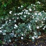 Rhododendron aberconwayi Облик