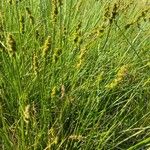 Carex vulpinoidea Hábito
