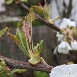 Prunus × gondouinii Blatt