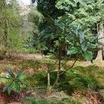 Rhododendron sinogrande Характер