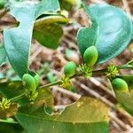 Leptaulus daphnoides Fruit