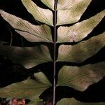 Asplenium hemitomum Fruto