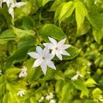 Jasminum multiflorum Blomst