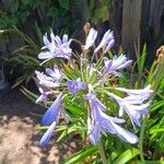 Agapanthus africanusപുഷ്പം