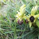 Ophrys sphegodes Floro