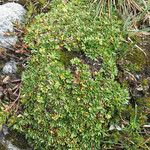 Azorella aretioides Hábito