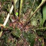 Elaphoglossum latifolium Bark