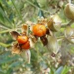 Hibbertia podocarpifolia 果