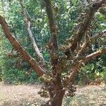 Ficus auriculata Hàbitat