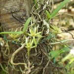 Angraecum moandense Hábito