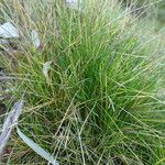 Festuca gautieri Habit