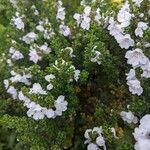 Prostanthera cuneata Çiçek