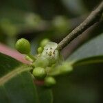 Casearia coriacea Flor