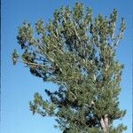 Pinus flexilis Habitus