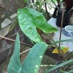 Alocasia zebrina Leaf