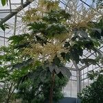 Tetrapanax papyrifer Tabia