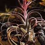 Tillandsia carlsoniae