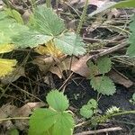 Fragaria virginiana Leaf