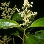 Miconia theizans Flor