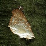 Funtumia africana Ŝelo