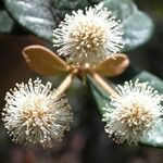 Codia albifrons Flower