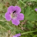 Geranium oreganum