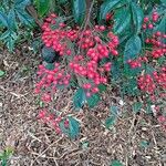 Nandina domestica Vaisius