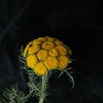 Hippolytia dolichophylla Flor
