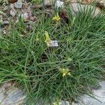 Bulbine asphodeloides Habitus