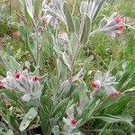 Pardoglossum cheirifolium Flower