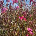 Oenothera lindheimeri Çiçek