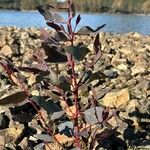 Eucalyptus camaldulensis Leht