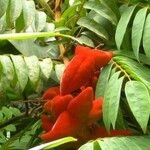 Cnestis ferruginea Fruit