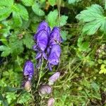 Aconitum variegatum Virág