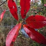 Nyssa sylvatica Leaf