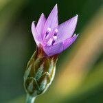 Xeranthemum cylindraceum Flor