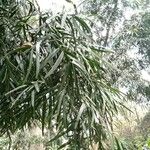 Afrocarpus gracilior Feuille