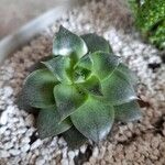 Echeveria purpusiorum Leaf