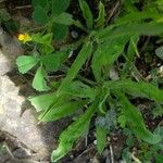 Rostraria cristata Leaf