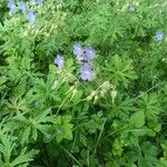 Geranium pratenseFlower