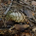 Larix kaempferi Froito