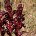 Orobanche foetida Alkat (teljes növény)