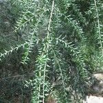 Melaleuca styphelioides Blatt