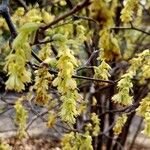 Corylopsis spicata ശീലം