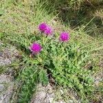 Cirsium acaule Virág