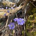 Anemone hepaticaFlower